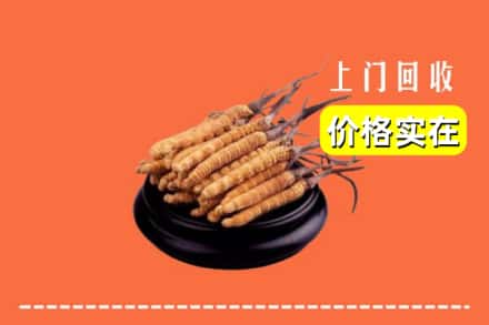 阳江阳春市回收冬虫夏草